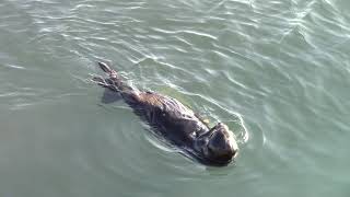 ASMR | 1 Southern Sea Otter foraging and feeding and diving