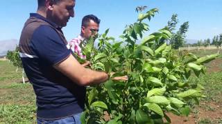 Ceviz Çeşitleri - Ceviz  Cinsleri -  Ceviz Türleri