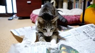 猫の新聞の破り方 -Ohagi & Ami tearing up newspaper-