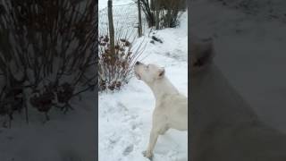 Dogo Argentino Gonzo attack cat