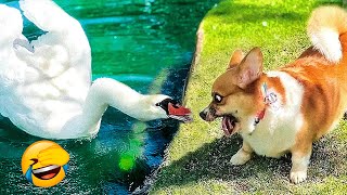 Best Funny Animal Videos 2022 - Funniest And Cute Dogs And Cats Videos
