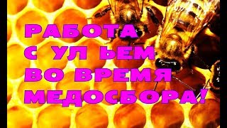Пасека! Просто работа с одним ульем во время медосбора с комментариями!
