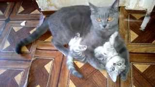 кошка играет с котятами cat plays with kittens