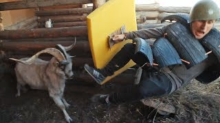 Бараны атакуют: Один на один с быком