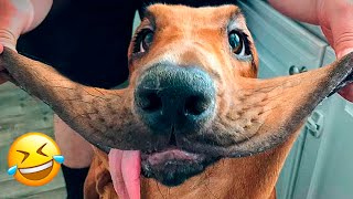 Funniest Animals 2022 ???? - Cute Dogs And Cats Videos