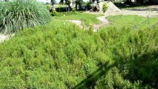 檸檬香茅 (Lemongrass) 之介紹