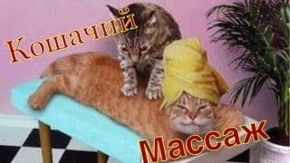 Кошачий массаж .