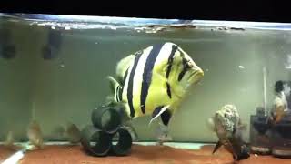 Giant Siamese Tigerfish!!!