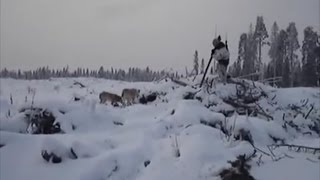BEAR HUNTING! Охота на берлоге 15 секунд до атаки