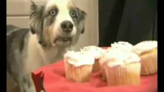 Cupcake Dog - War never changes