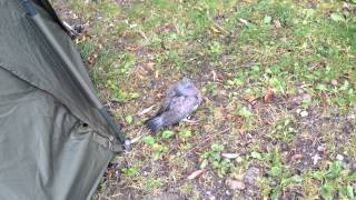 Poor little drunk wet bird
