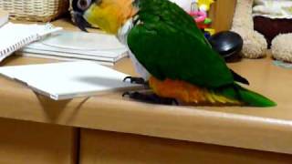 物を落として飼い主の反応を見るインコ