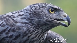 Fly Falcon Fly. Vuela Halcon Vuela.