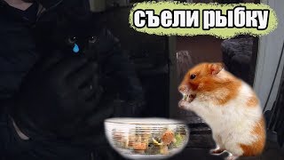 Мышь съела ВАСЬКИНУ РЫБКУ