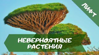 Невероятные и интересные факты о растениях Австралии, Африки, России, Южной Америки и Черного Моря.