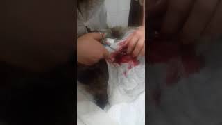 Счастливое спасение собаки после пулевого ранения