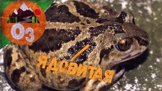 ЯДОВИТАЯ ЛЯГУШКА ЧЕСНОЧНИЦА!