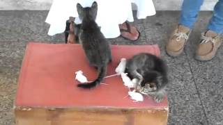 Дружба котов и мышей на Сардинии 2  Friendship cats and mice in Sardinia 2