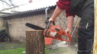 Schwedenfackel mit Husqvarna 345 sägen