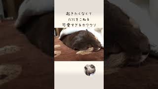 起きたくないとだだをこねるも起きた飼い主についていっちゃう　Otter don't want to wake up yet