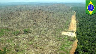 Amazon reforestation: 73 million trees to be planted in tropical reforestation - TomoNews