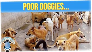 Puppies & Dogs Yeeted in a Factory in Qatar (ft. David So)