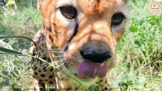 Идем на контакт. Гепард Роза. Тайган | We start to communicate with Cheetah Rosa. Taigan