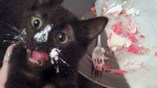 Cute Cats ???? And ???? Funny Dog Reactions - Try Not To Laugh ????