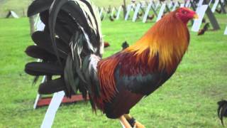 el gallo enamorado