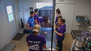 Windsong Memorial Cat Hospital Surgery Room Cam 06-13-2018 15:26:14 - 16:26:15