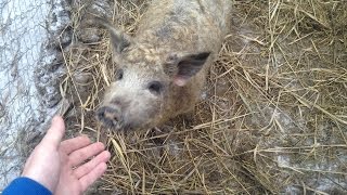 Венгерская пуховая мангалица / Blond Mangalitsa Pigs