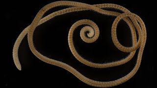 Eumillipes persephone - The first true millipede - 1306 legs long