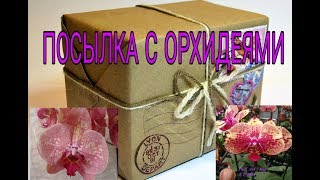 Урааа! Новые орхидейки от Виолетты❤