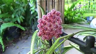 Хойи Завершение Hoya Ischnopus, Finlaysonii, Kentiana цветут