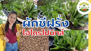 ปลูกผักชีฝรั่งไร้ดิน ด้วยวิธีง่ายๆ ปลูกในน้ำงามจนล้นกะละมัง  (เทคนิคนี้ได้ผล 100% พิสูจน์มาแล้ว)