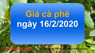 Giá cà phê hôm nay ngày 16 tháng 2 năm 2020, giá cà phê hôm nay