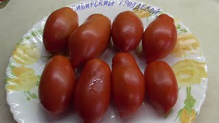 ТОМАТ "СИБИРСКИЙ ГРОЗДЕВОЙ". №524. ДЕГУСТАЦИЯ. 