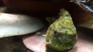 Niesamowita  ryba ?? Eumicrotremus orbis❗️ ?