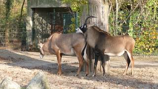 Pferdeantilope treibt Weibchen: Er lässt nicht locker