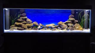 Malawi Aquarium LED Mbuna Cichliden 720l