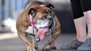 Zsa Zsa, the English bulldog, wins World’s Ugliest Dog title