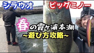 春の霞ヶ浦本湖でビッグミノーが釣れる日はこんな時！シラウオも！