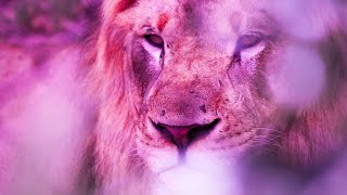 Spiritual Awakening Meditation Music | Ambient Sound 432Hz | Positive Aura Cleanse | Self Healing