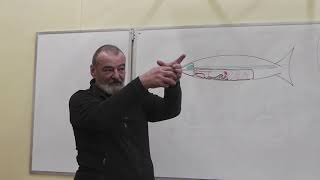 66 Целом, плавательный пузырь