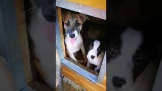 Welpenkennel