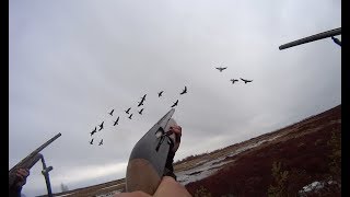 Охота на гуся 2018