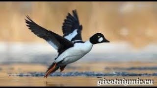 УТИНАЯ ОХОТА (Селезень весной на вечерке с чучелом).
