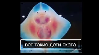 детёныши ската