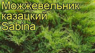 Можжевельник казацкий Сабина. Краткий обзор, описание характеристик juniperus sabina Sabina
