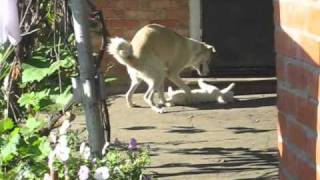 犬猫をファック  - 乱搞狗猫 - Собака дебил -  Hund und Katze = Sex